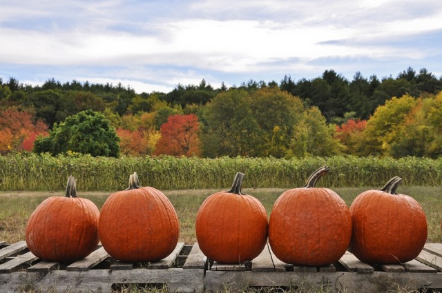 fall_pumpkins